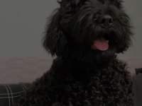 Siyah 2 numara erkek poodle