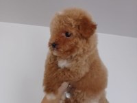 Teacup toy poodle
