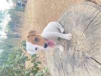 Safkan Kısa Bacak Maskeli Jack Russell Yavrular