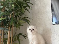 SCOTTISH FOLD SILVER YAVRULARIMIZ
