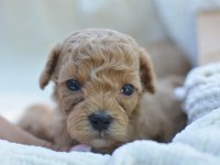 MİNİ MALTİPOO KÖPEKLER