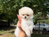 Orjinal Pomeranian Boo