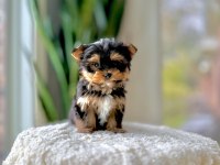 Sevimli Yorkshire Terrier Yavrumuz Yeni Ailesini Arıyor