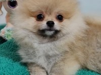 Şecereli Teacup Pomeranian Yavrularımız