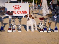 FCI şecereli safkan ve sağlıklı jack russell terrier