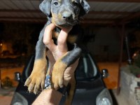 TESLİME HAZIR DOBERMAN KÖPEKLER