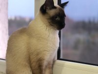 ORJİNAL SAFKAN ŞECERELİ SİYAM KEDİSİ YAVRULARI