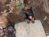 Safkan kara surat belçika malinois yavrular