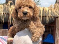 Minyatür poodle yavrularımız 