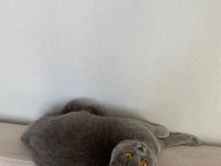 Yavru British Shorthair