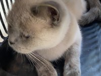 British shorthair sinbamıza yuva arıyoruz