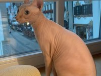 SFENKS TORTİE VE PEMBE RENK ORJİNAL YAVRULARIMIZ