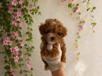 Orjinal Garantili Teacup Maltipoo