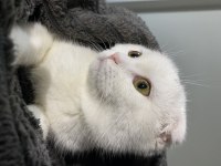 Sevimli oyuncu scottish fold minişimiz (açıklamayı okuyunuz)