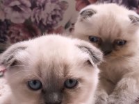 3 haftalık british shorthair blue point yavruları