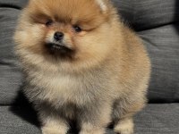 Dişi orange pomeranian bebeğim yeni yuvaya hazır