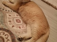Golden british shorthair