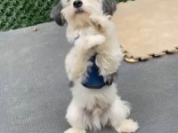 3 Yaşında Erkek Full Eğitimli Maltipoo