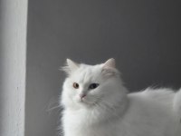 2 Yaşlarında Olan Pamuk Kedimiz Sahiplendirilecek