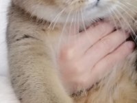 British shorthair bal küpüm