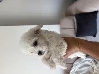 2 aylık erkek yavru safkan maltese terrier