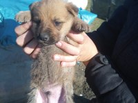 Alman anne malinois baba dan yavrular