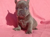 Son Blue Quad French Bulldog Yavrumuz