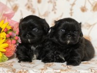 Black korekani maltipoo uygun