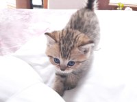 Rezerveye açık yavrularım british shorthair