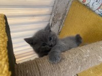 3 kardeş scottish fold