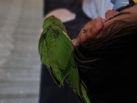 Full evcil elden beslemesi Pakistan Papağanı
