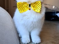 Kar beyazı british shorthair