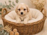 SEVGİ DOLU MALTİPOO YAVRULAR