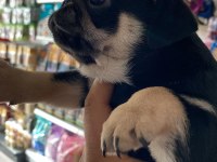 BLACK TAN PUG YAVRULAR