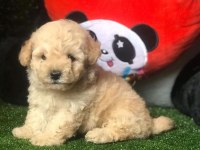 DÜNYA TATLISI MALTİPOO YAVRULARI