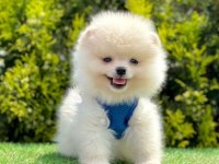 Sevimli Pomeranian Boo Yavrularımız