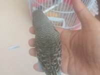 Jumbo muhabbet kuşu yavrular