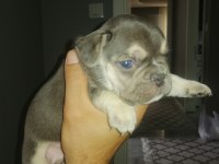 Egzotik dişi ve erkek french bulldog yavrularımız mevcut