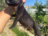 A KALİTE FRENCH BULLGOG