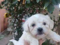 (SDK) çiftlikten numara maltese terrier köpekler
