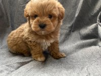 Biblo gibi maltipoo bebeklerimiz