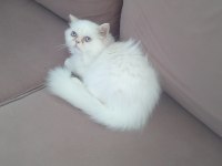 3 Aylık Pamuk İran Kedisi Kızım