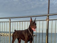Fcı şecereli kızanı yakın 22 aylık doberman