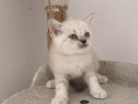 Ankaranın en orijinal cins yavru kedileri