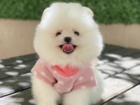 Pomeranian Boo Ve Farklı Irklar