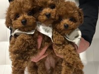 Toy Poodle Yavru Köpekler