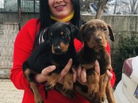 Mükemmel king doberman yavrularım