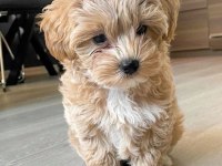 Maltipoo Yavruları Acık Ve Esmer Renk Çeşitlerr