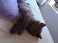 2 Aylık Yavru British Longhair