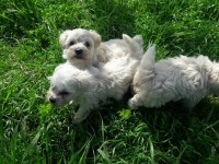 Maltese Terrier Bebekler